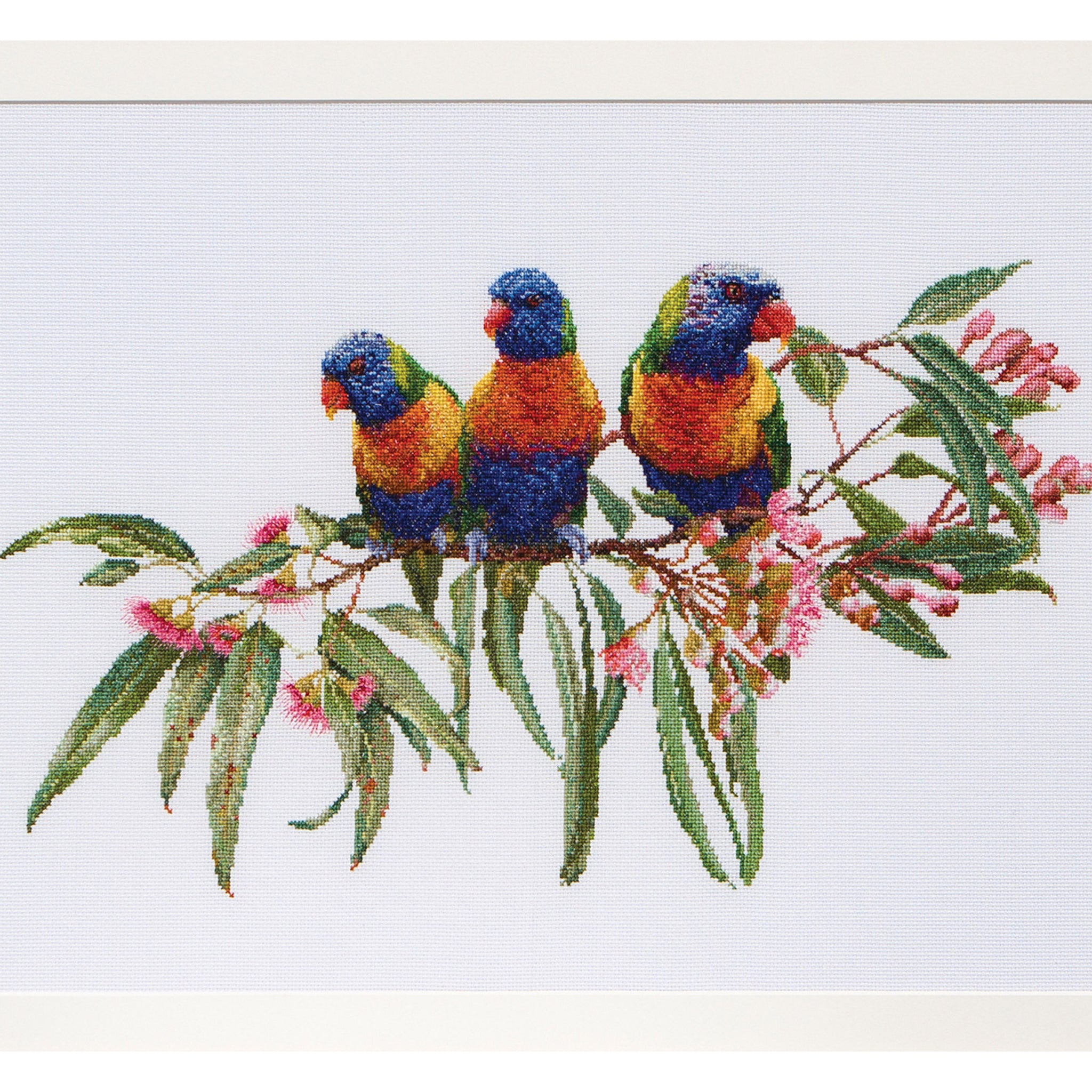 Lorrikeets - Aida - 16 - 553A