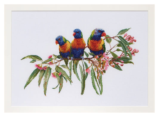 Lorrikeets - Aida - 16 - 553A