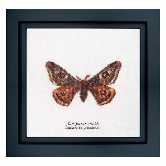 Framed cross-stitched emperor moth on a white background