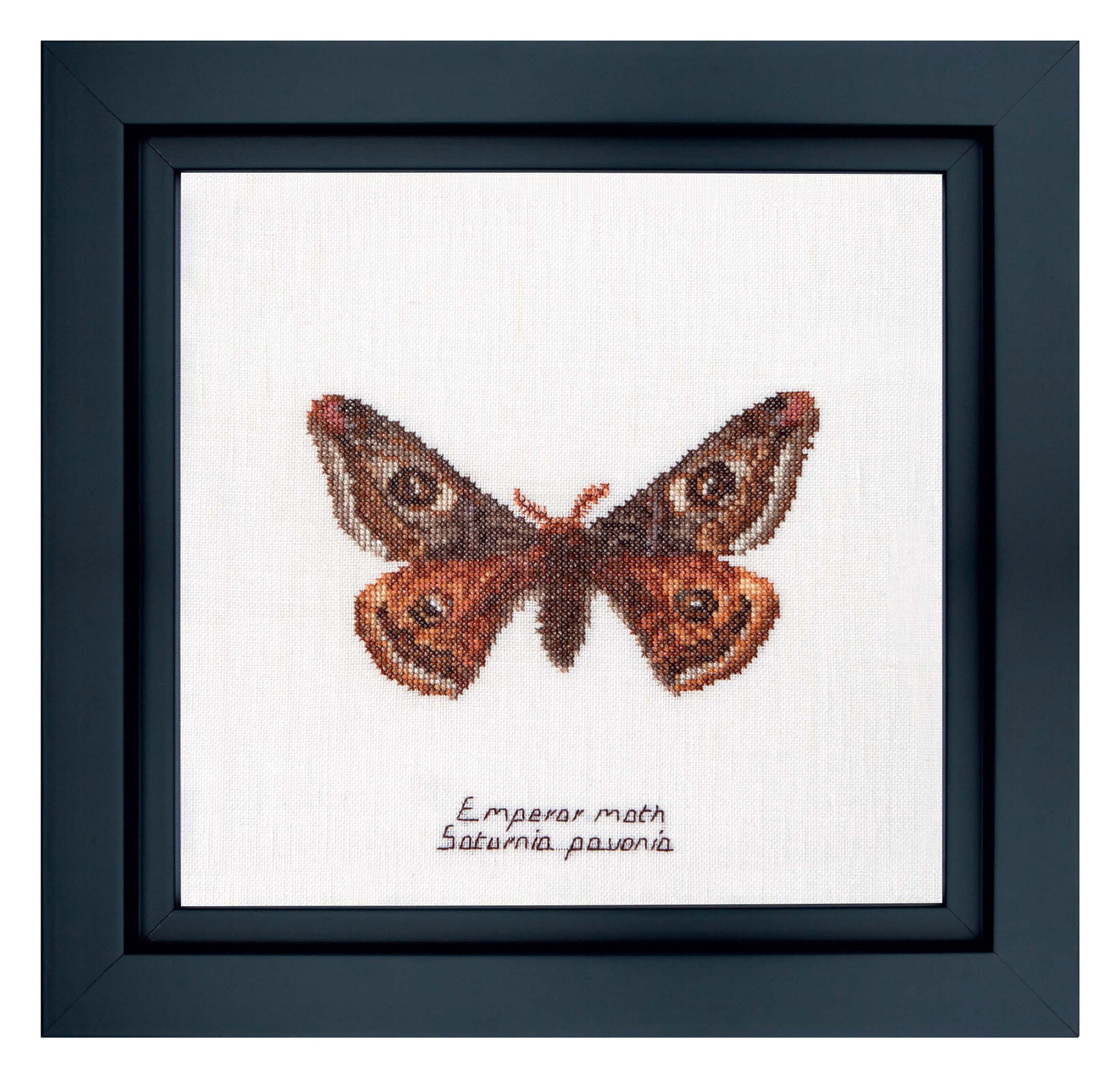 Emperor moth - Aida - 16 - 562A-Thea Gouverneur Since 1959