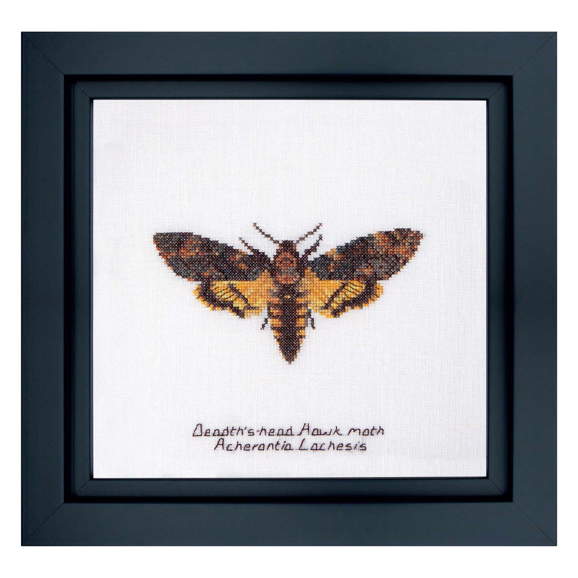 Counted Cross Stitch Kit Butterfly Death's head Hawk moth