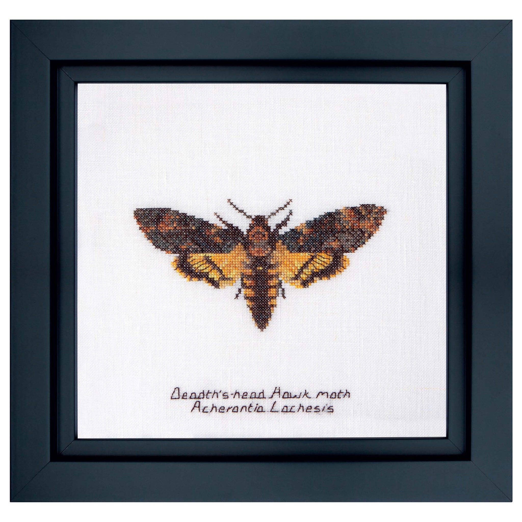Death's-head Hawk moth - Linen - 32 - 563