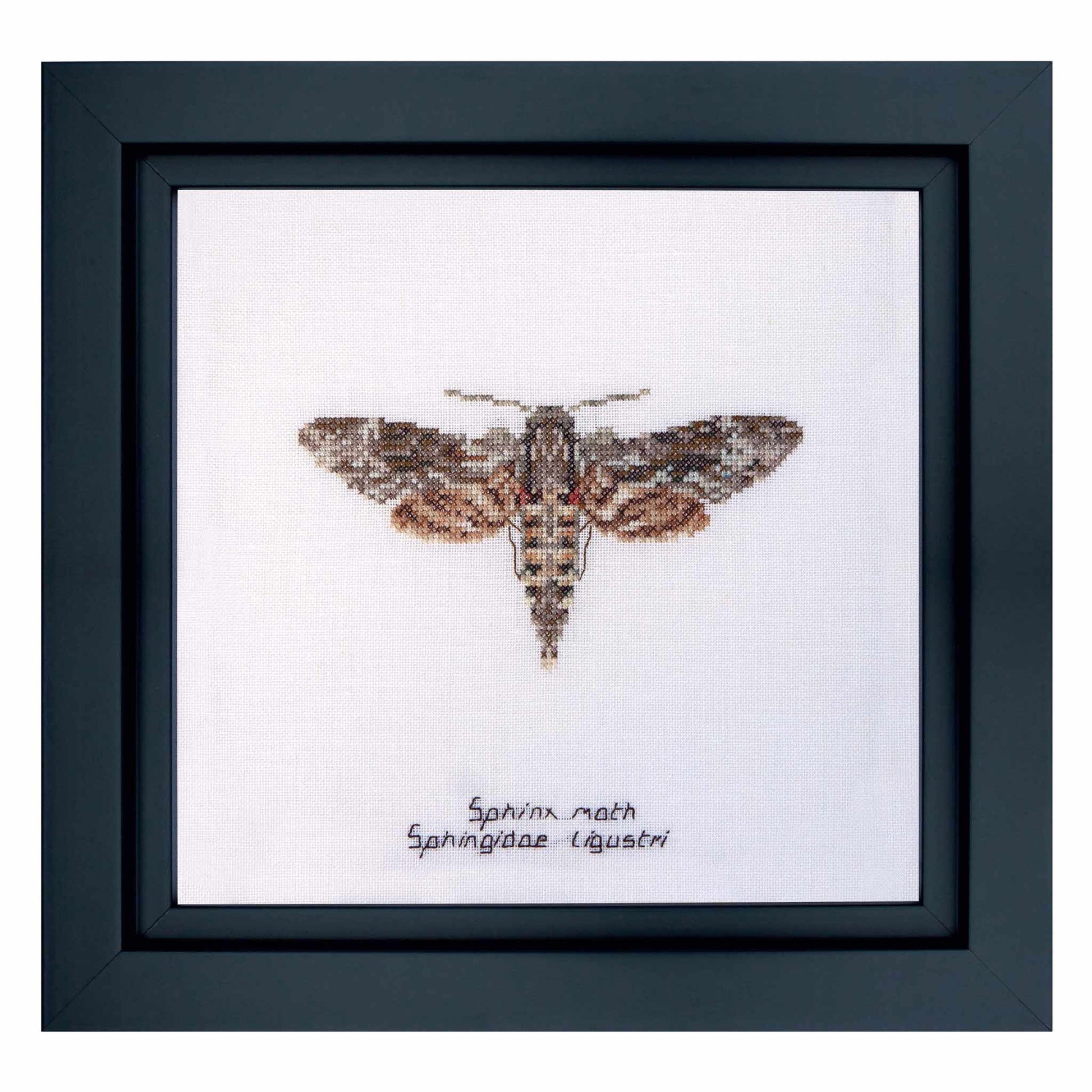 Framed cross-stitched design of a sphinx moth on a white background
