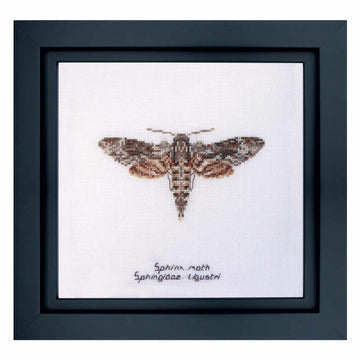 Framed cross-stitched design of a sphinx moth on a white background