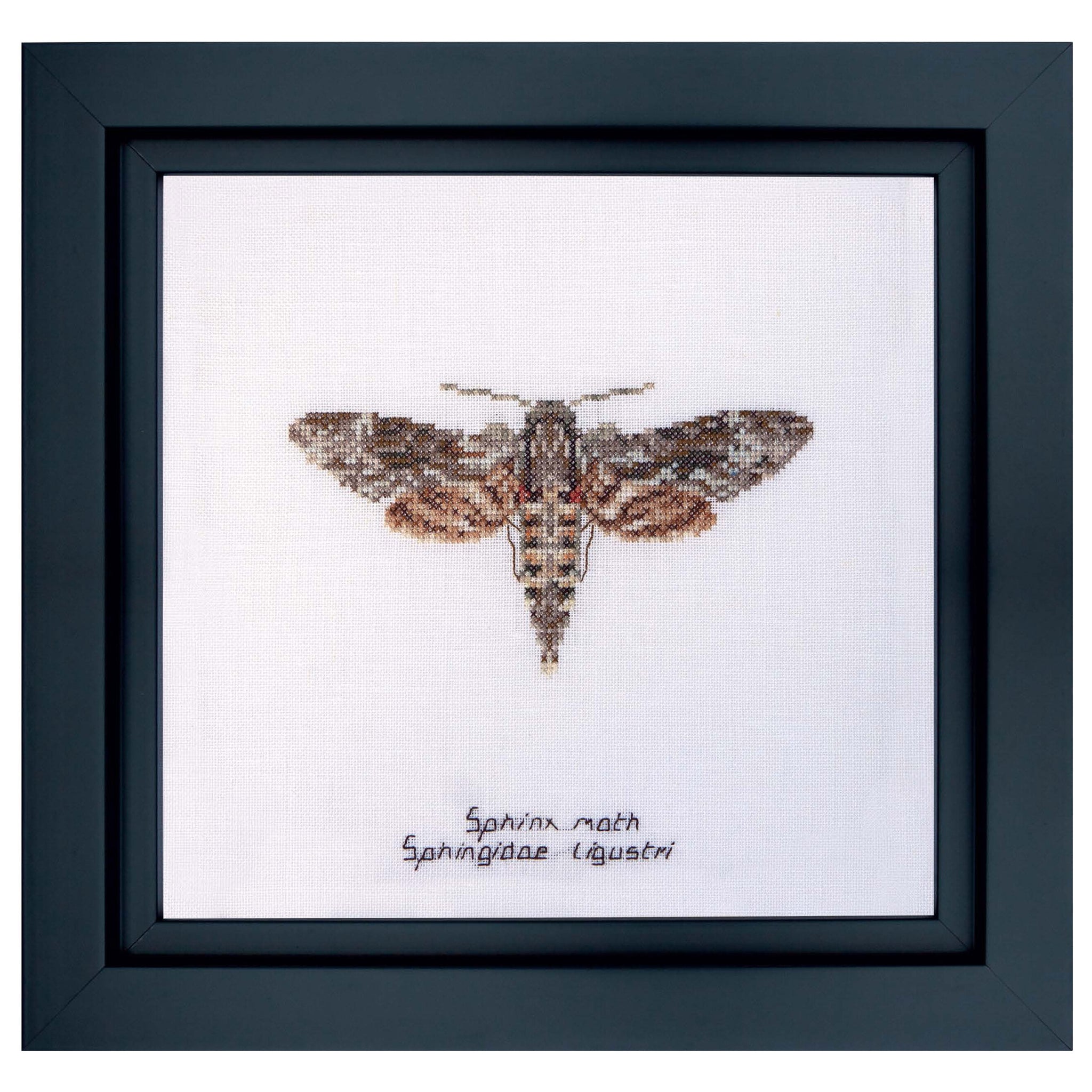 Sphinx moth - Linen - 32 count - 564