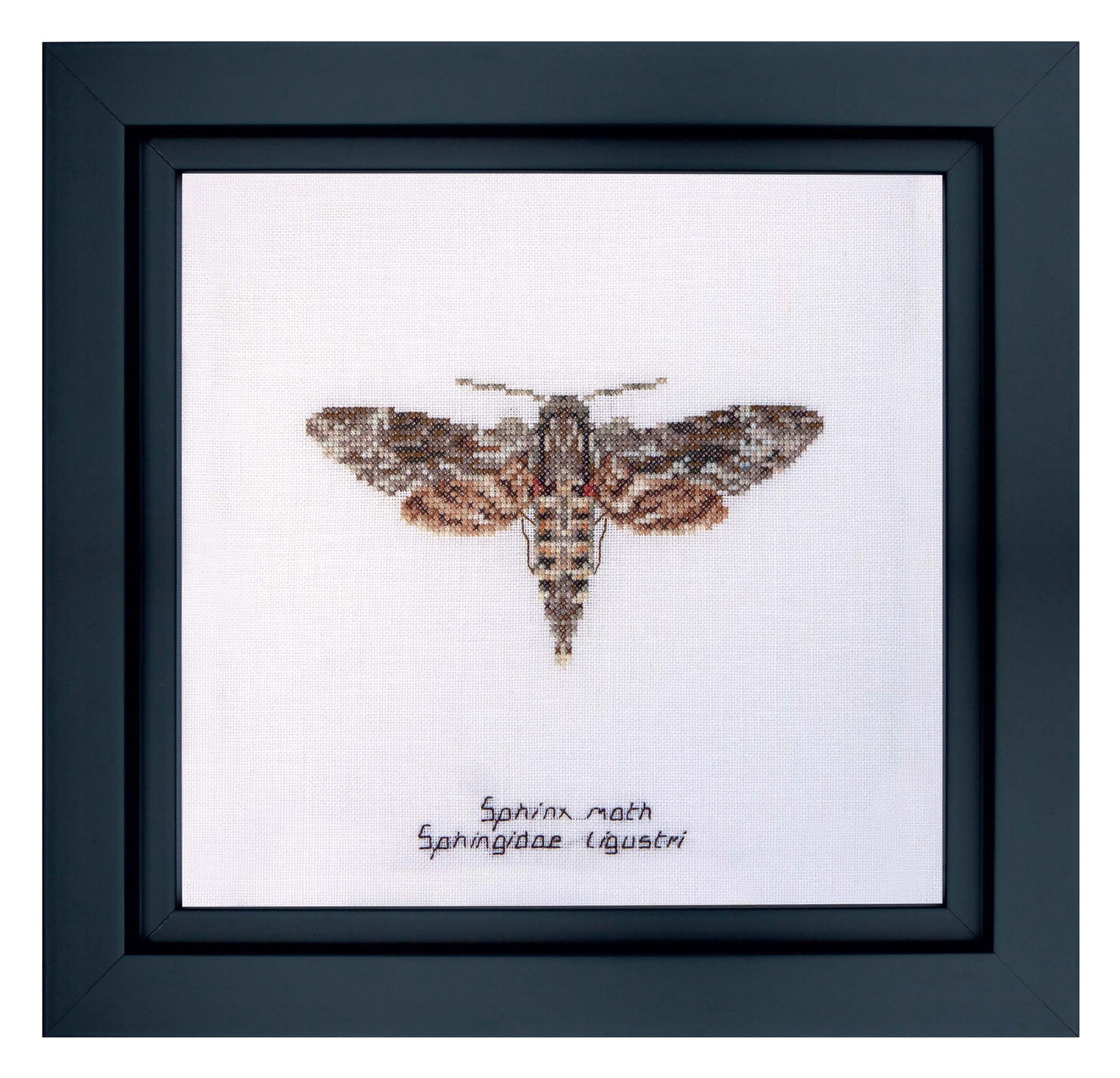 Sphinx moth - Aida - 16 - 564A-Thea Gouverneur Since 1959