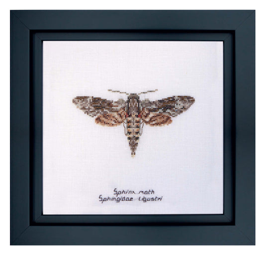 Sphinx moth - Aida - 16 - 564A-Thea Gouverneur Since 1959
