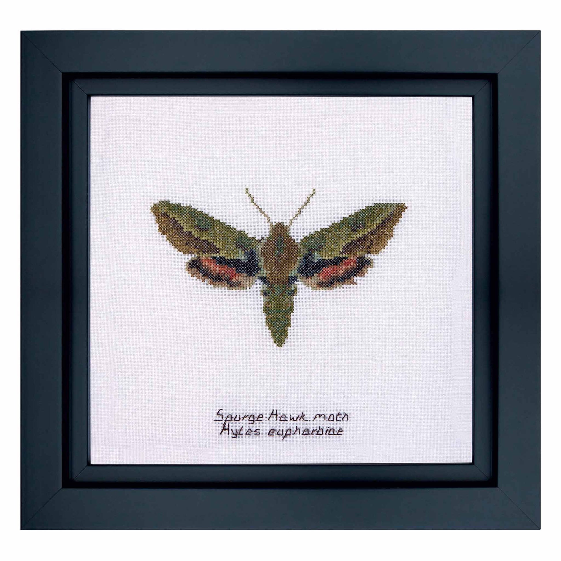 Counted Cross Stitch Kit Spurge Hawk moth
