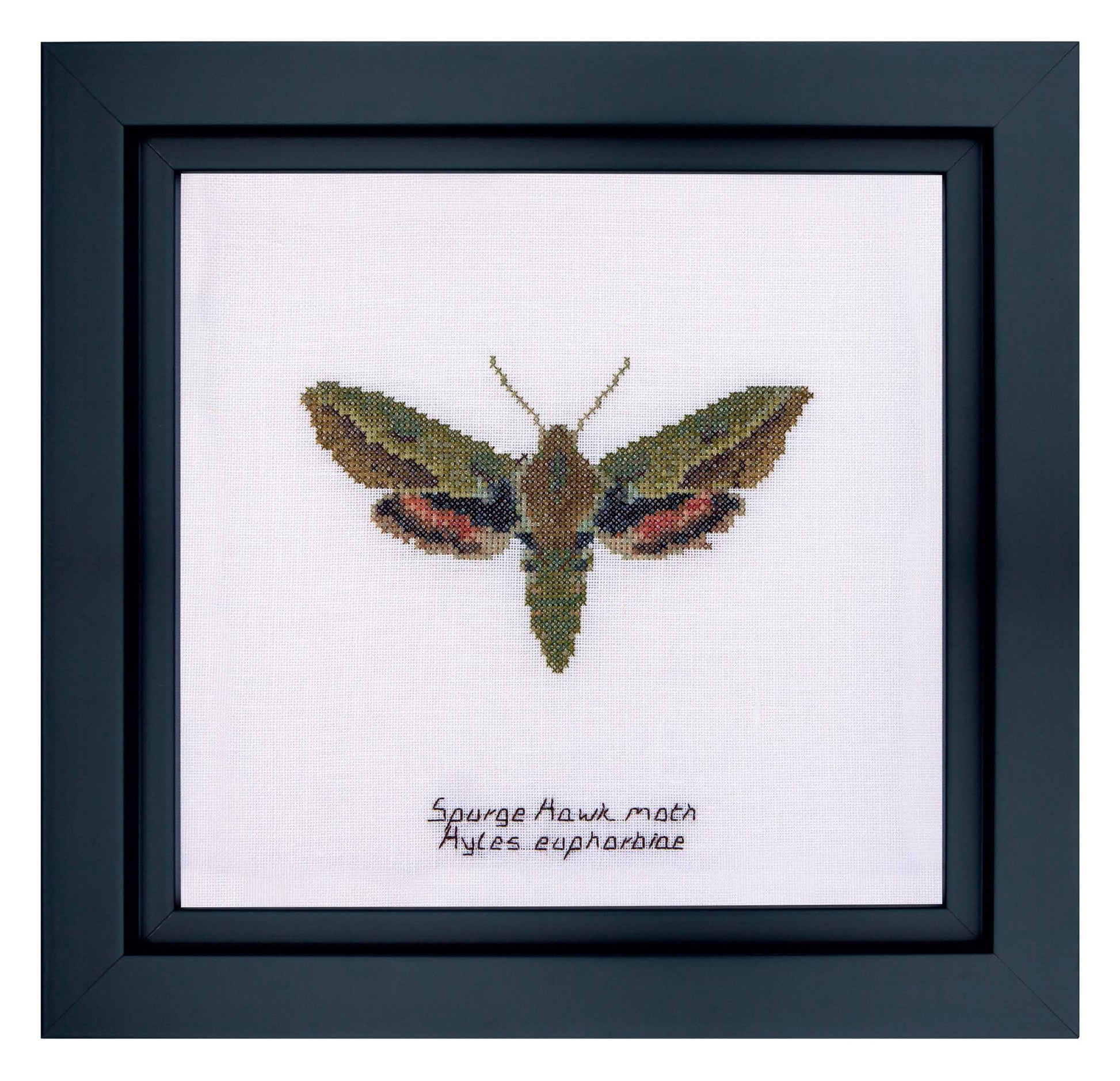 Spurge Hawk moth - Aida - 16 - 565A-Thea Gouverneur Since 1959
