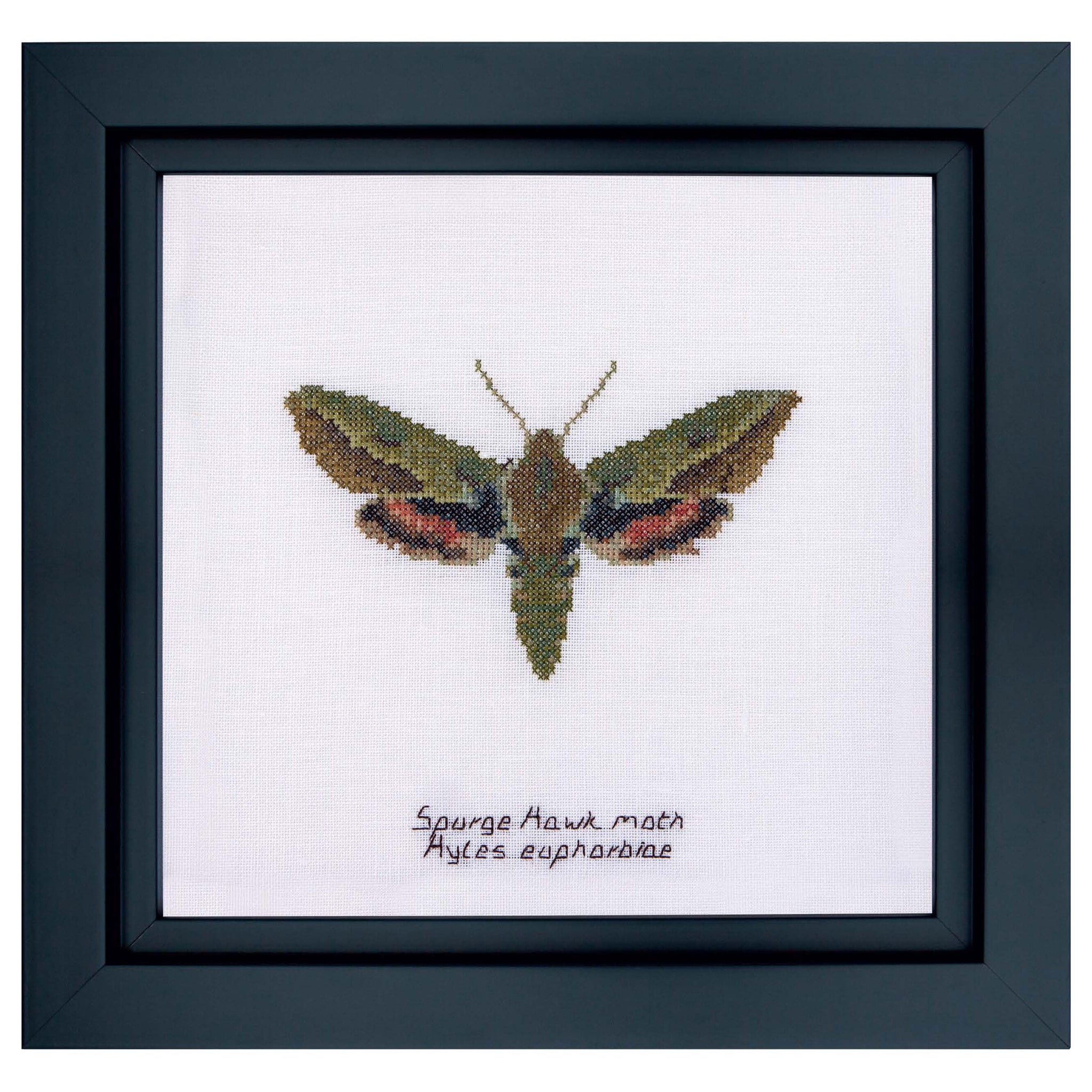 Spurge Hawk moth - Linen - 32 - 565