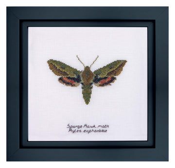 Spurge Hawk moth - Linen - 32 - 565