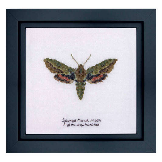 Framed cross-stitched artwork of a hawkmoth on white fabric.