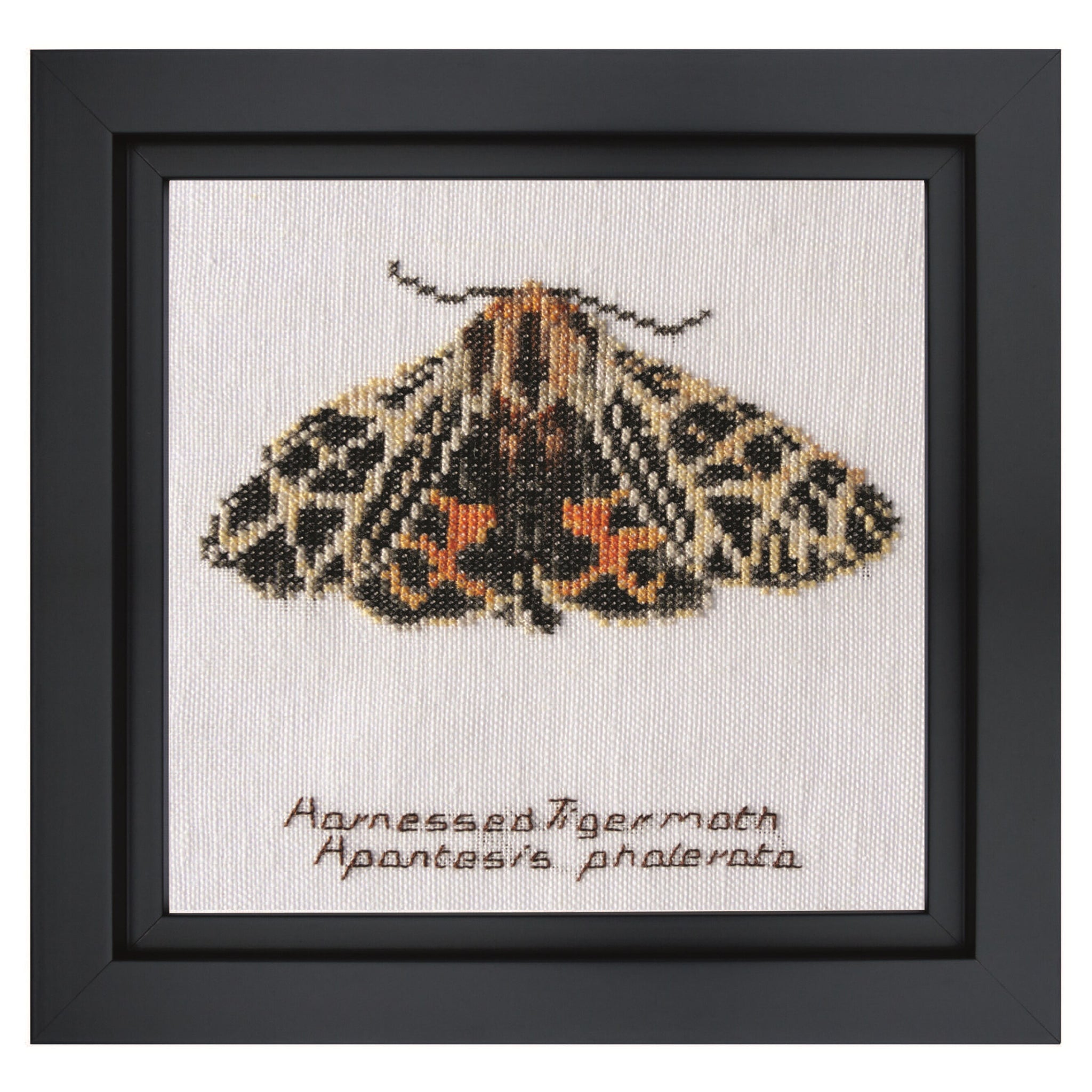Harnessed Tiger moth - Aida - 16 - 569A-Thea Gouverneur Since 1959