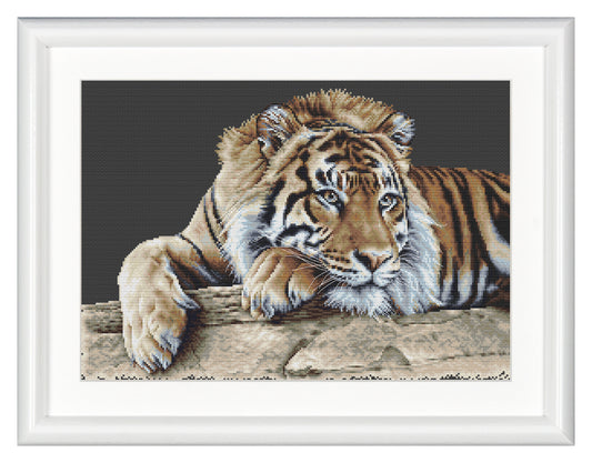 Tiger - Black Aida - 14 - 579.05