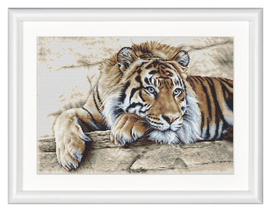 Tiger - Aida - 14 - 579A
