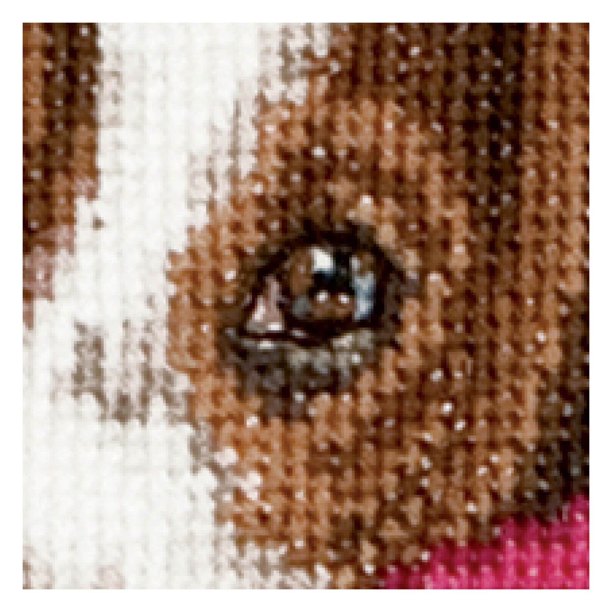 Close-up of a dog's face with a focus on its eye and brown mane.