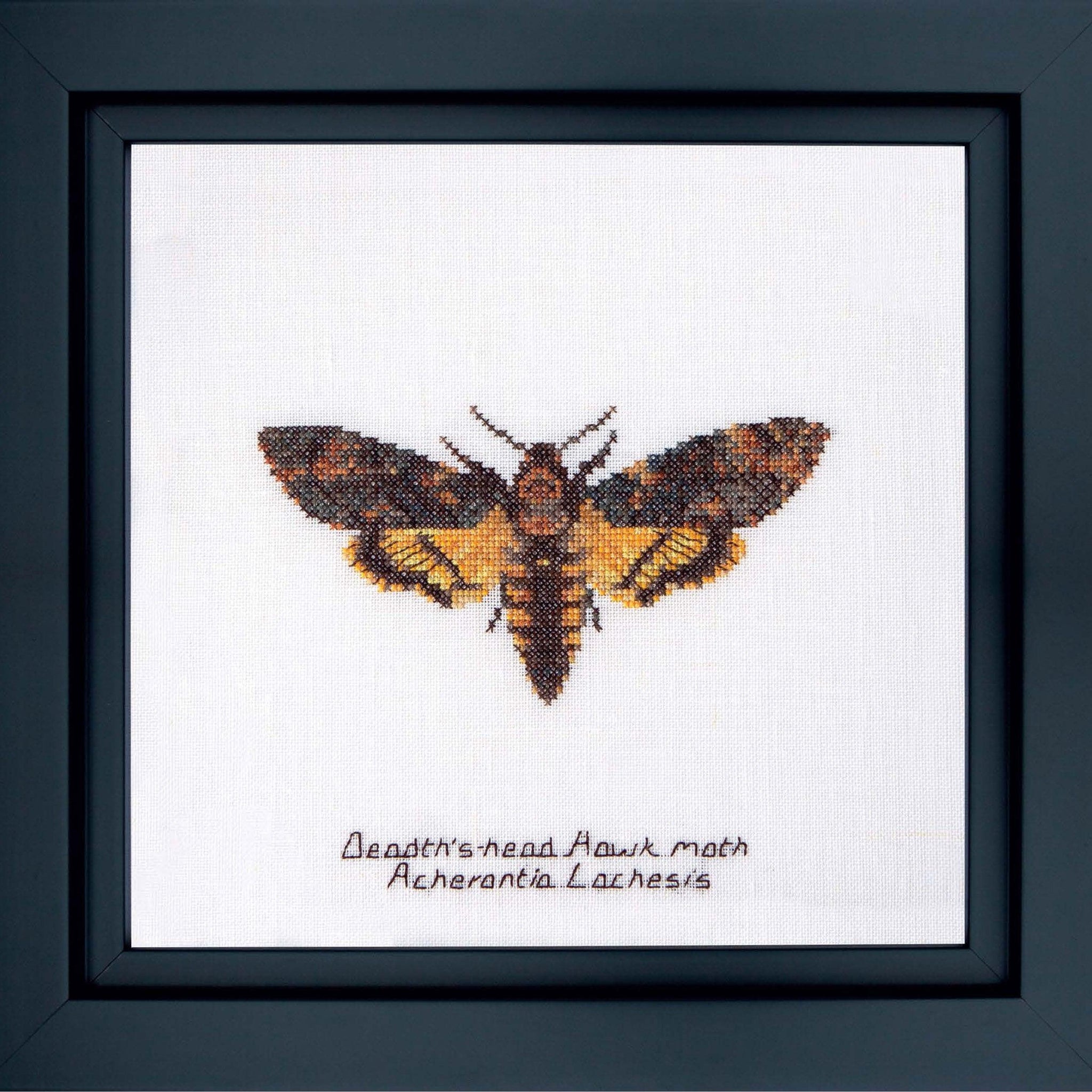 Thea Gouverneur - Counted Cross Stitch Kit - Death's-head Hawk moth - Aida - 16 count - 563A - Thea Gouverneur Since 1959