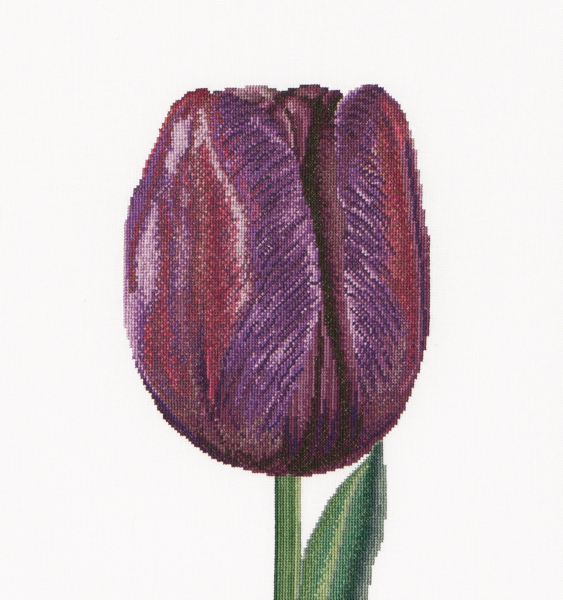 Thea Gouverneur - Counted Cross Stitch Kit - Purple Triumph Tulip - Aida - 16 count - 514A - Thea Gouverneur Since 1959