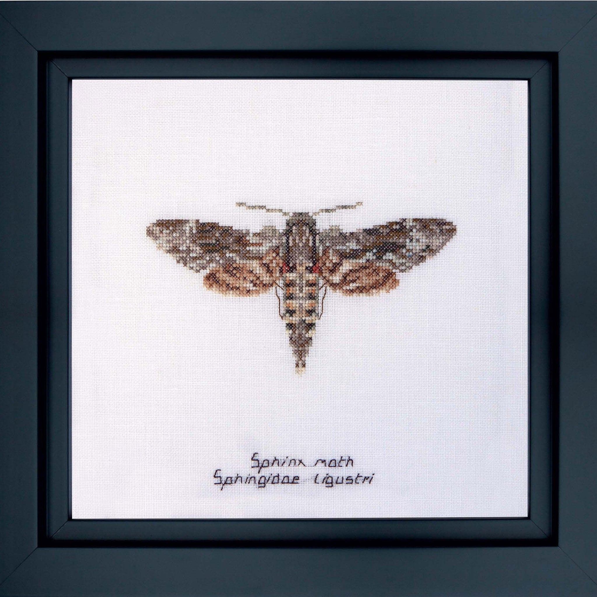 Thea Gouverneur - Counted Cross Stitch Kit - Sphinx moth - Linen - 32 count - 564 - Thea Gouverneur Since 1959