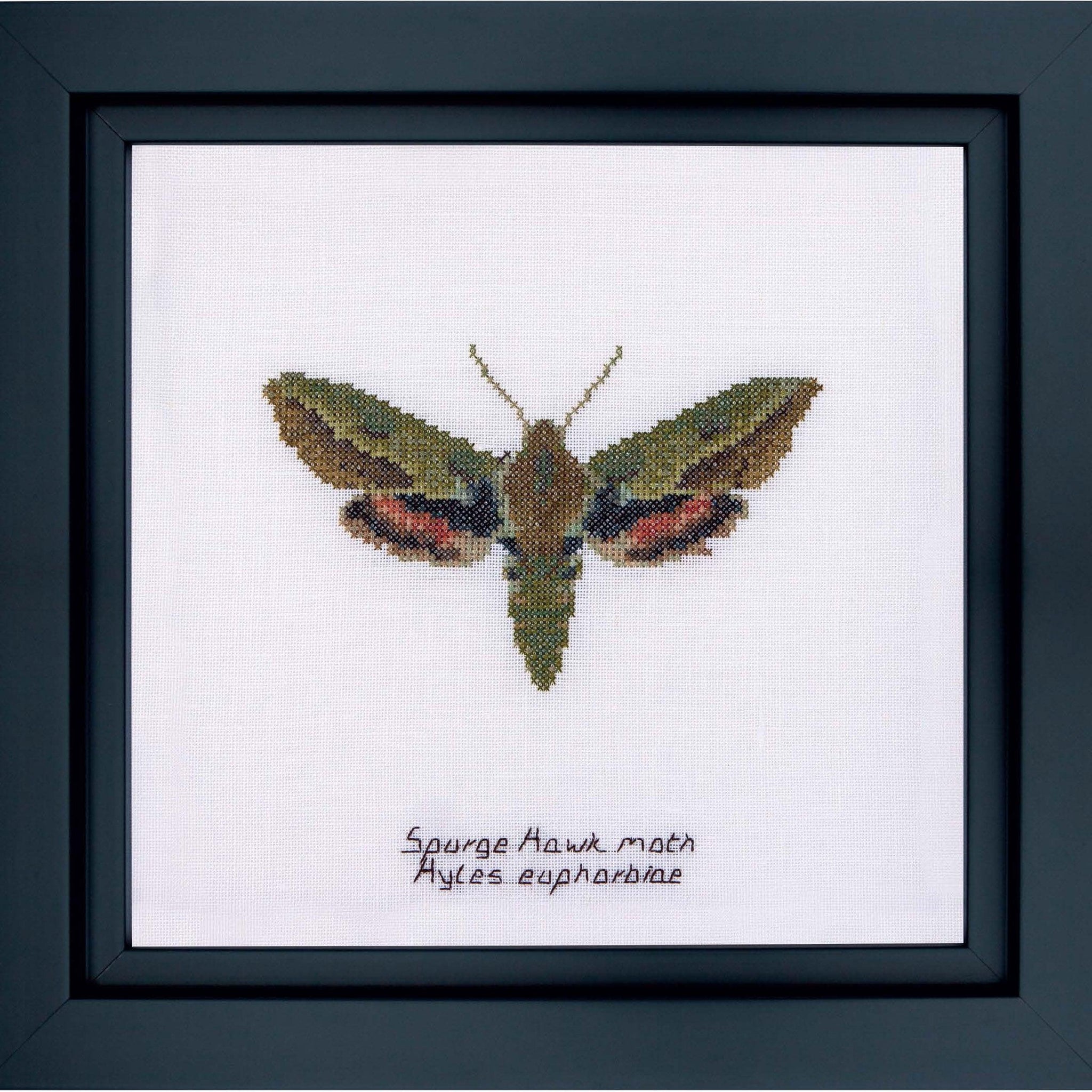 Thea Gouverneur - Counted Cross Stitch Kit - Spurge Hawk moth - Aida - 16 count - 565A - Thea Gouverneur Since 1959