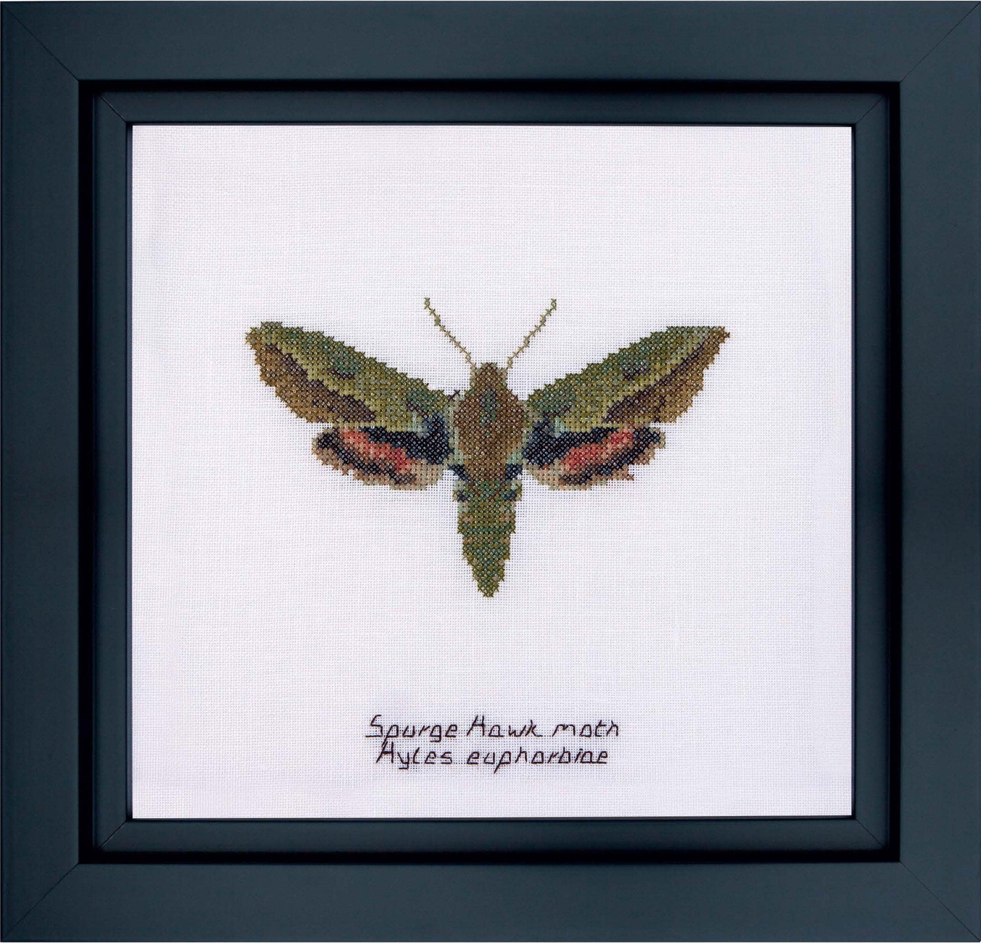 Thea Gouverneur - Counted Cross Stitch Kit - Spurge Hawk moth - Aida - 16 count - 565A - Thea Gouverneur Since 1959