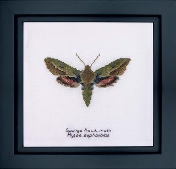 Thea Gouverneur - Counted Cross Stitch Kit - Spurge Hawk moth - Aida - 16 count - 565A - Thea Gouverneur Since 1959