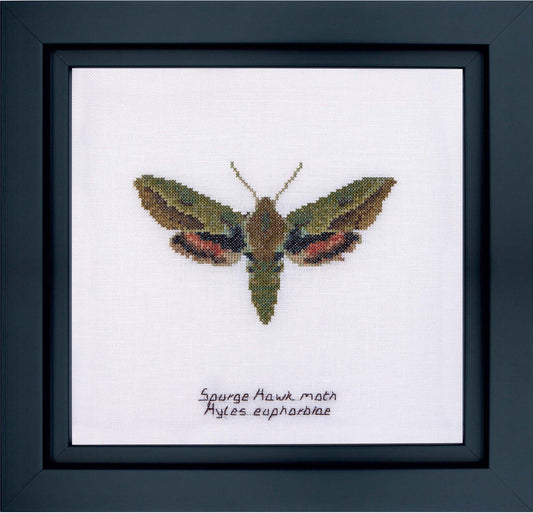 Thea Gouverneur - Counted Cross Stitch Kit - Spurge Hawk moth - Aida - 16 count - 565A - Thea Gouverneur Since 1959